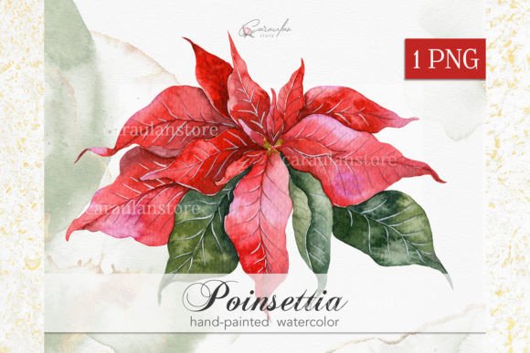 Christmas Poinsettia Flower Watercolor Illustrations